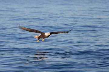 Fototapeta premium Bald Eagle in Homer Alaska, USA