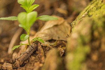 Fotografía macro de una planta comenzando a brotar de entre la hojarasca, roca y musgo