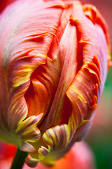 Fototapeta na wymiar Tulip flower.
