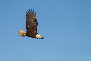 Bald Eagle in Homer Alaska, USA
