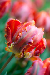 Fototapeta na wymiar Tulip flower.