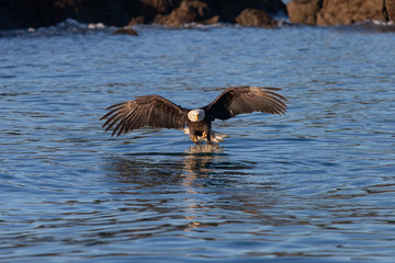 Bald Eagle in Homer Alaska, USA