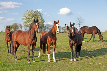 Obraz premium herd of horses posing