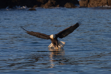 Bald Eagle in Homer Alaska, USA