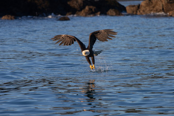 Bald Eagle in Homer Alaska, USA