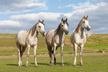 Portrait of three nice horses posing on pasture