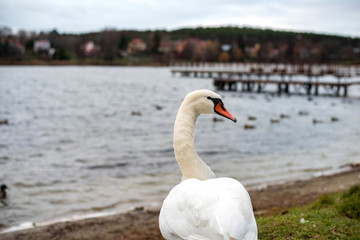white swan on the lake 