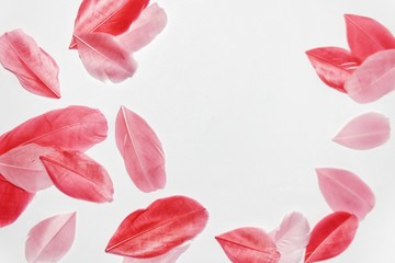 natural flamingo feathers, coral and blue color trend close-up on a light background. 2019 color of the year for design with space for text © Olga