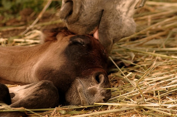 mare and and new born foal
