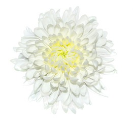 Single white chrysanthemum flower close up, isolated on a white background