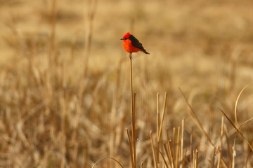 A beautiful red male Vermilion flycatcher spends the winter in a pasture in St George, Utah, USA. © Maria Jeffs