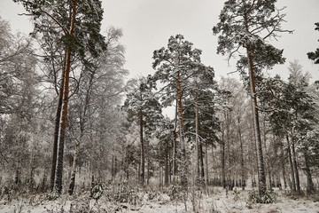 snow-covered pine and birch trees in the winter forest