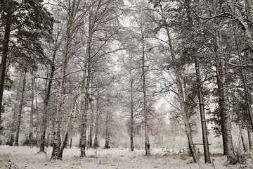 snow-covered pine and birch trees in the winter forest