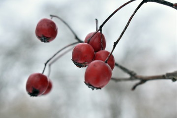 red berries in snow