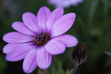 Flor morada