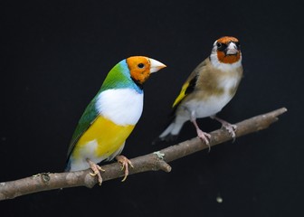 diamante de gould y jilguero