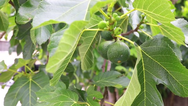 tree with figs