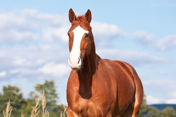 Nice sorrel horse running on the pasture in summer