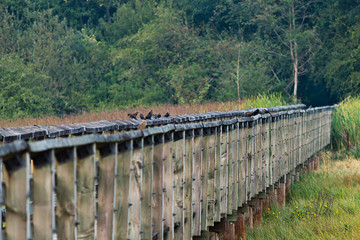 Fototapeta premium swallows lining the edge of rustic boardwalk over wetlands