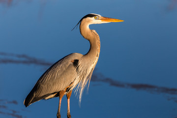 Heron