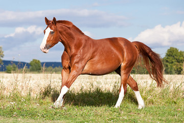 Naklejka na ściany i meble Nice sorrel horse running on the pasture in summer