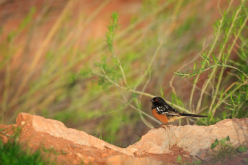 Spotted Towhee in a southern Utah canyon