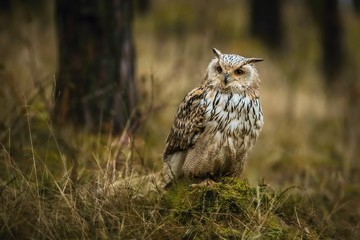 Portrait of brown, white and black colored Eurasian eagle-owl, Bubo bubo sibiricus, with orange eyes sitting on green moss in a dark forest, dry grass, trees, blurry brown background - obrazy, fototapety, plakaty