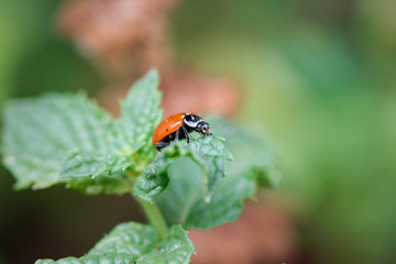 Naklejka premium Lady Bug Patrols a Tomato Plant looking for Aphids