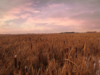 Grain
