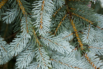 Blue spruce conifer branch beautiful winter background