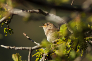 Singing House Wren in springtime tree
