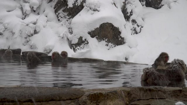 温泉に入浴する地獄谷野猿公苑の猿(snow monkey)