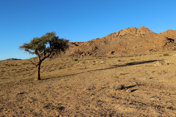 a lonely tree in the stone desert of Namibia