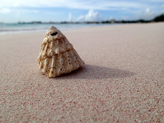a seashell on the beach - Barbados