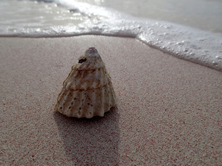 a seashell on the beach - Barbados
