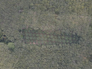 Landscape of rubber and palm oil plantation at Malaysia