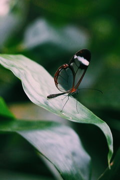 mariposa cristal o espejito