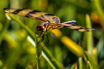 Dragonfly perched