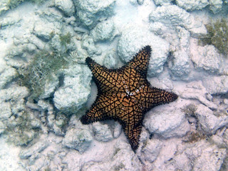 beautiful starfish - Barbados