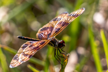 Dragonfly perched