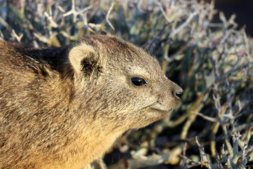 cute rock hyrax in the Quiver Tree Forest near Keetmanshoop - Namibia