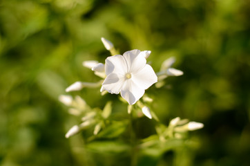 Fototapeta premium White flowers of phlox in the garden
