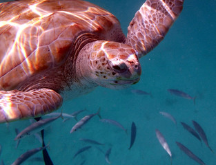 loggerhead turtle with fish off Barbados