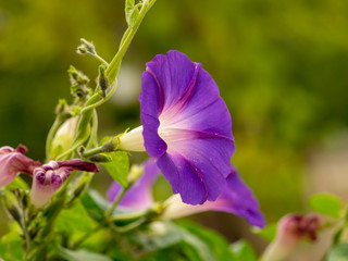 Ipomoea purpurea - Ipomée pourpre ou belle de jour © Marc