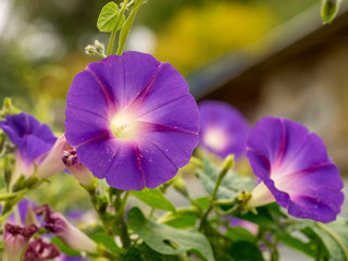 Ipomoea purpurea - Ipomées pourpres ou volubilis.