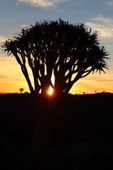 Quiver Tree Forest near Keetmanshoop - an aloe dichotoma at sunset - Namibia