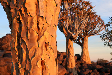 Quiver Tree Forest near Keetmanshoop - tree bark and Aloe dichotomas - Namibia