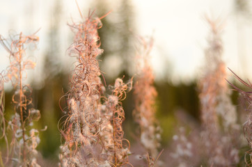 Close up view of dried flower of blooming Sally in autumn forest