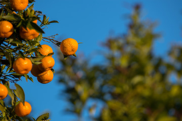 Tangerinas