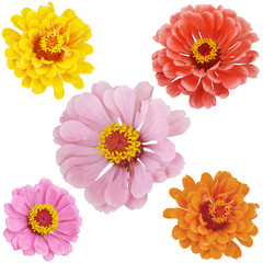 Composition of flowers on isolated background.